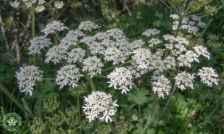 Phương pháp nhân giống Xuyên khung 1 Phương pháp nhân giống Xuyên khung 1