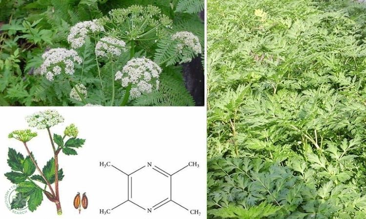 Thông tin về Xuyên khung 1 Thông tin về Xuyên khung 1