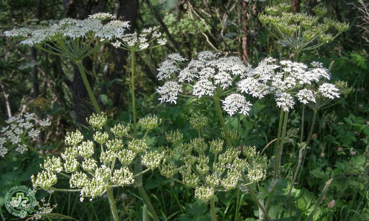 Chăm sóc cây Xuyên khung sau trồng 1 Chăm sóc cây Xuyên khung sau trồng 1