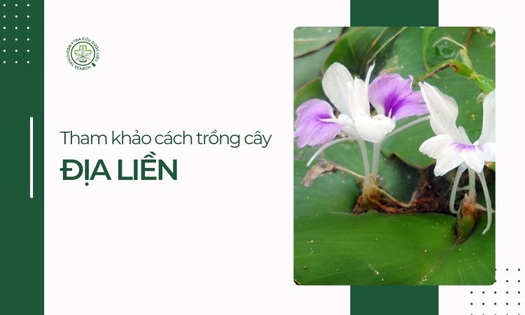 Tham khảo cách trồng cây Địa liền 1