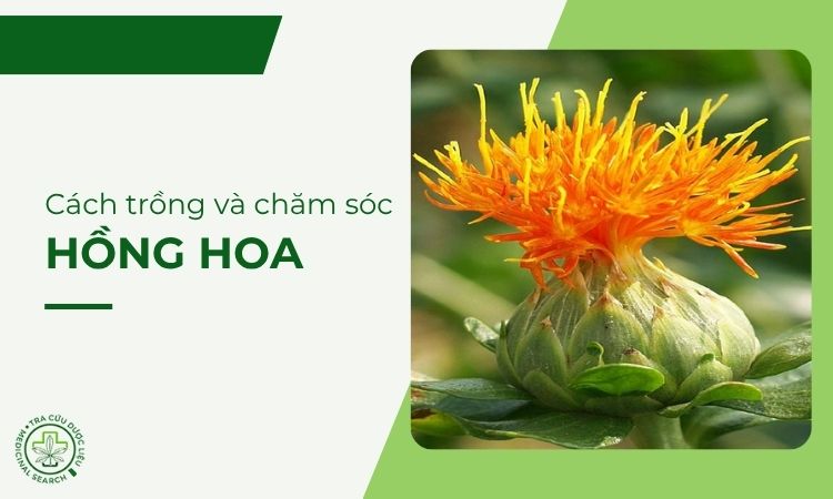 Hướng dẫn cách trồng và chăm sóc cây Hồng hoa 1 Hướng dẫn cách trồng và chăm sóc cây Hồng hoa 1