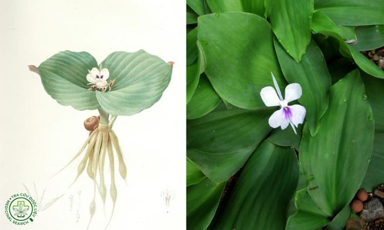 Thông tin về cây Địa liền 1