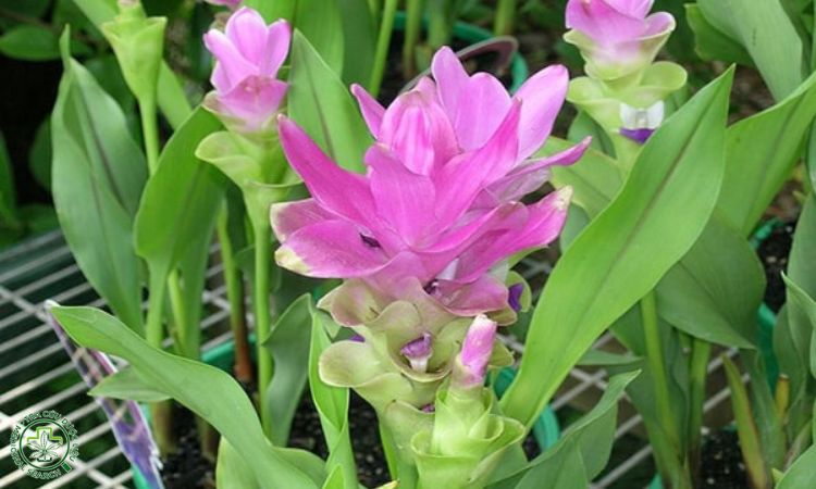 Chăm sóc 1 Chăm sóc 1