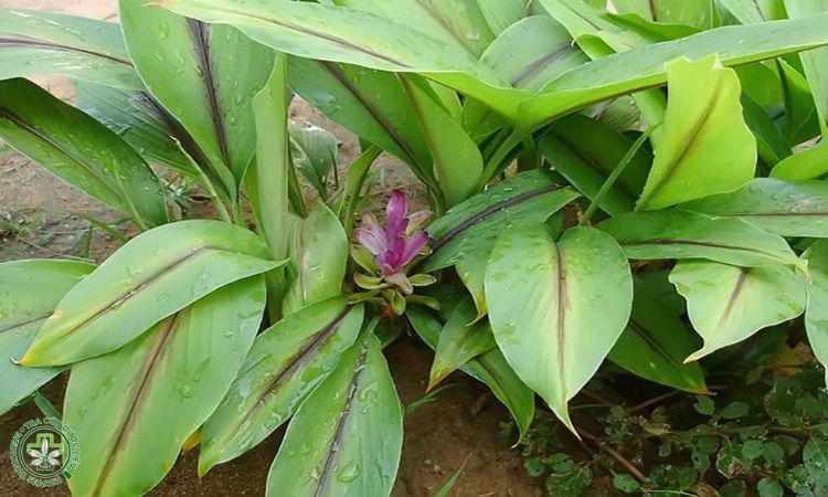 Thời vụ 1 Thời vụ 1