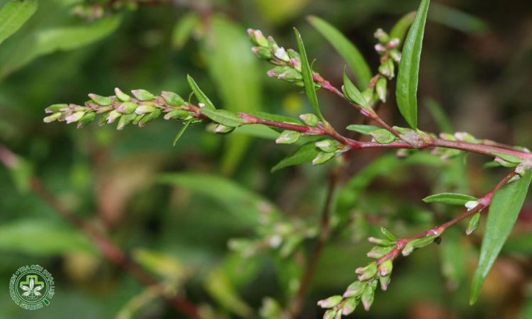 Tưới nước 1 Tưới nước 1