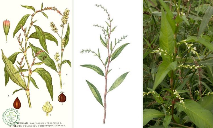 Thông tin về cây Nghể răm 1 Thông tin về cây Nghể răm 1