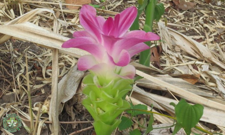 Làm đất và lên luống 1