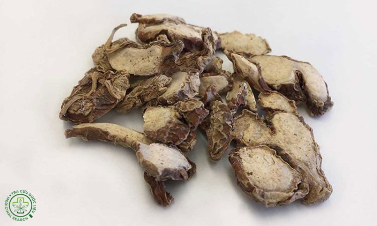 Thu hoạch và bảo quản cây Địa liền 1