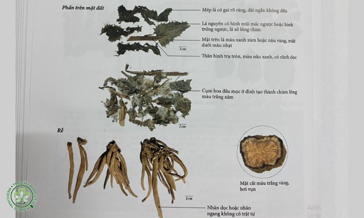 Tỉa cành và kiểm soát sâu bệnh 1