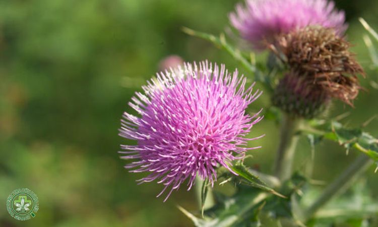 Bón phân và dinh dưỡng cho cây Ô rô cạn 1