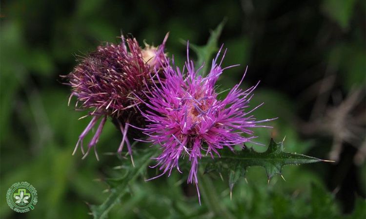 Đất trồng và vị trí đặt cây Ô rô cạn 1