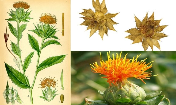 Thông tin về cây Hồng hoa 1 Thông tin về cây Hồng hoa 1