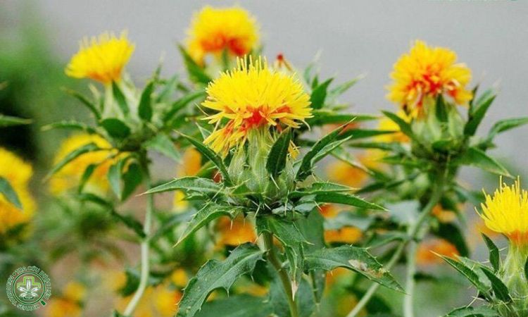 Kỹ thuật trồng cây Hồng hoa 1 Kỹ thuật trồng cây Hồng hoa 1