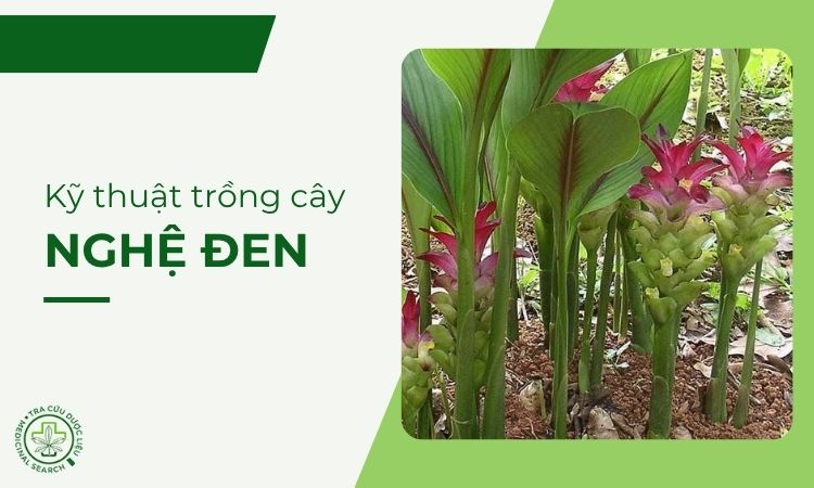 Kỹ thuật trồng cây Nghệ đen 1 Kỹ thuật trồng cây Nghệ đen 1