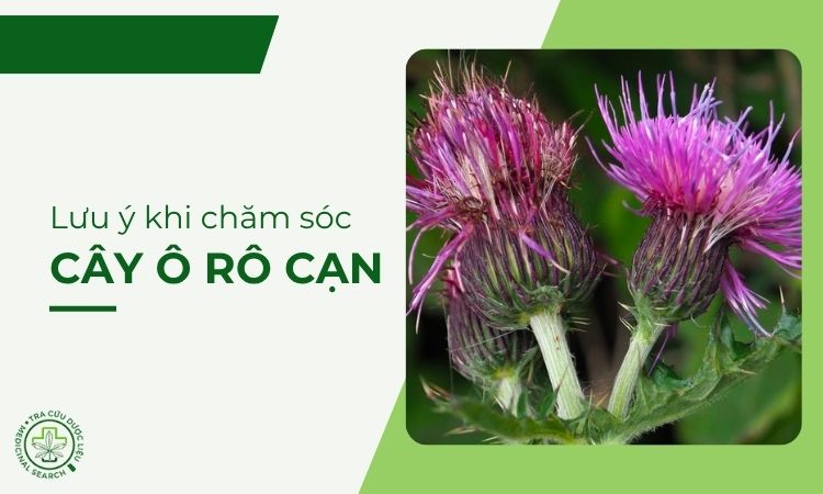 Những lưu ý khi chăm sóc cây Ô rô cạn 1