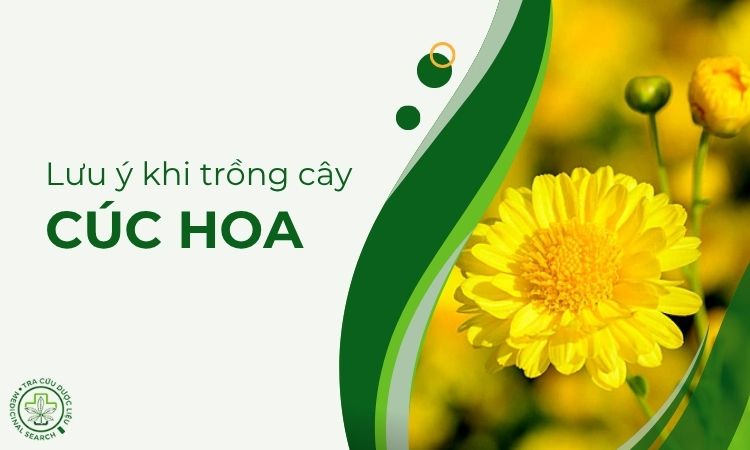 Những lưu ý khi trồng cây Cúc hoa 1
