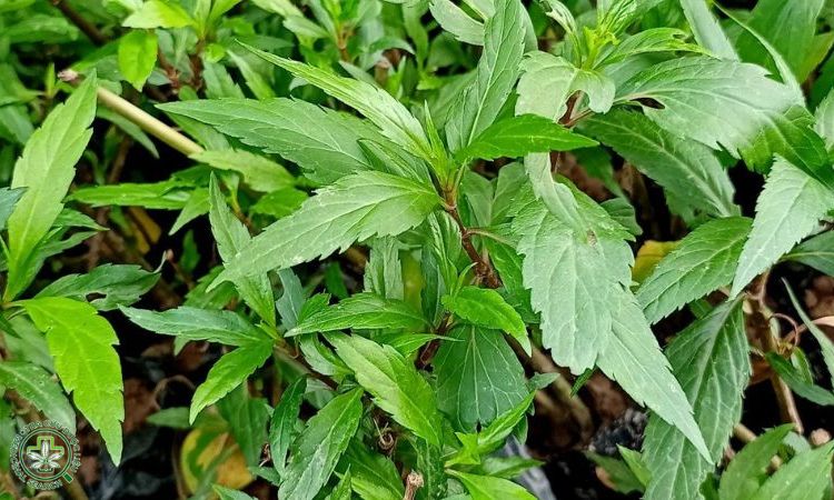 Phương pháp nhân giống 1