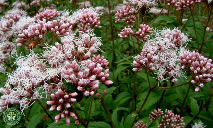 Kỹ thuật trồng cây Mần tưới 1