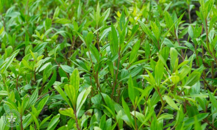 Chăm sóc cây Mần tưới 1