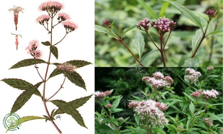 Thông tin về cây Mần tưới 1