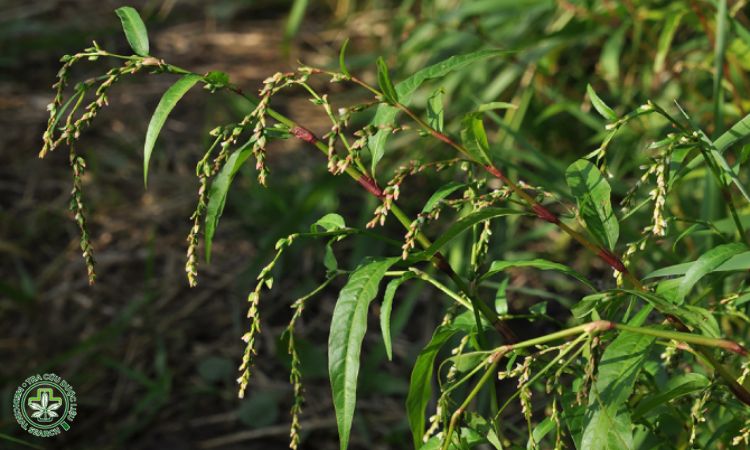 Phòng và trị sâu bệnh cho cây 1 Phòng và trị sâu bệnh cho cây 1