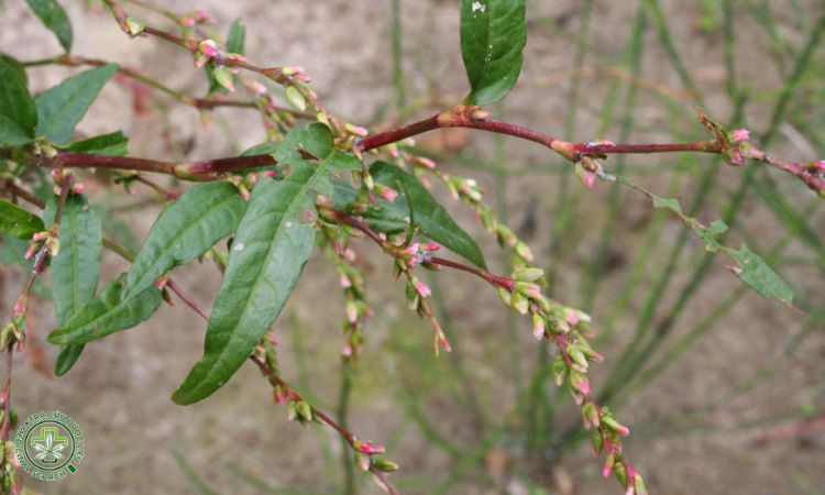 Chuẩn bị đất và giống cây 1 Chuẩn bị đất và giống cây 1