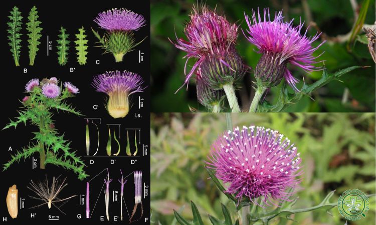 Những lưu ý khi chăm sóc cây Ô rô cạn 2