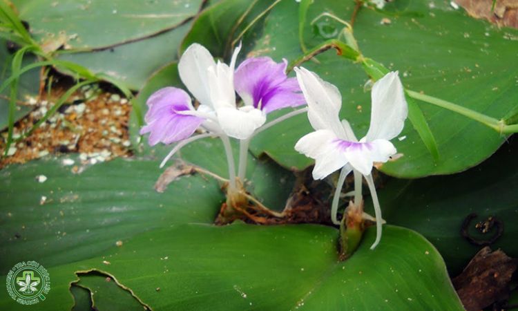 Cách trồng và chăm sóc Địa liền 1