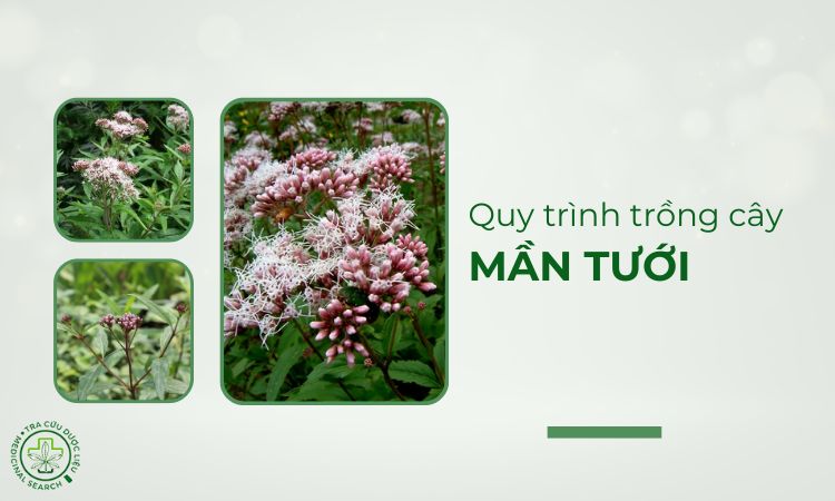 Quy trình trồng cây Mần tưới 1