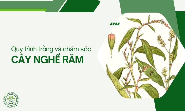 Quy trình trồng và chăm sóc cây Nghể răm 1 Quy trình trồng và chăm sóc cây Nghể răm 1