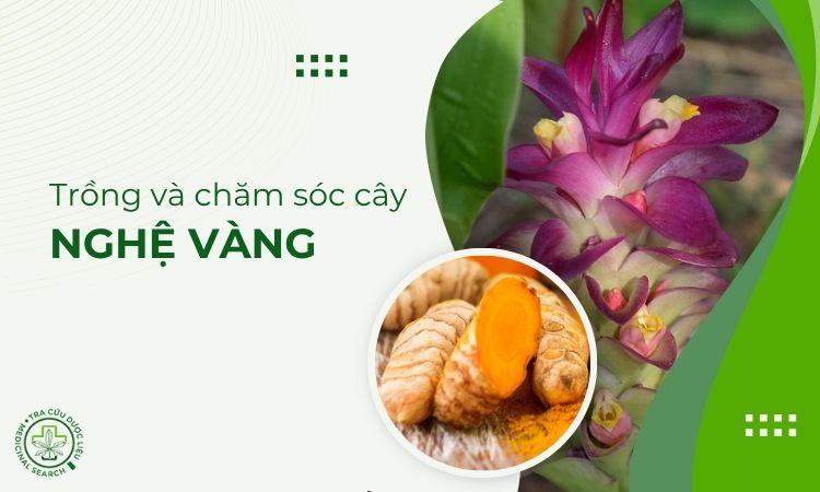 Cách trồng và chăm sóc cây Nghệ vàng 1