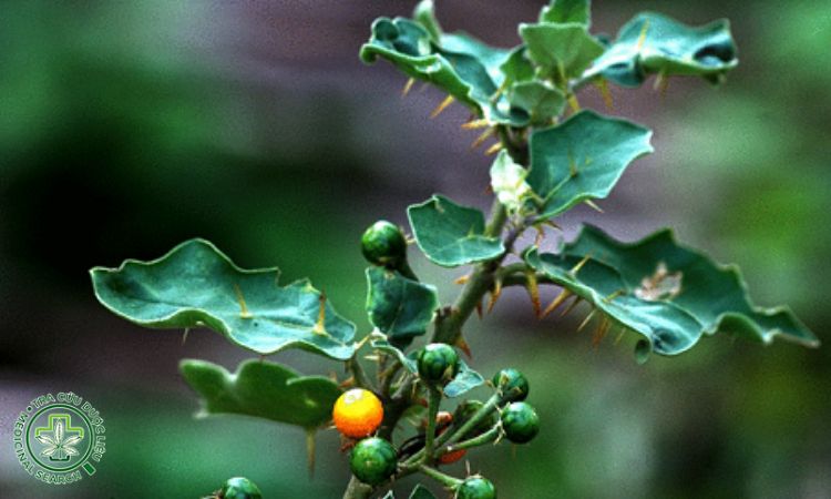 3.1. Cà tàu 1 3.1. Cà tàu 1