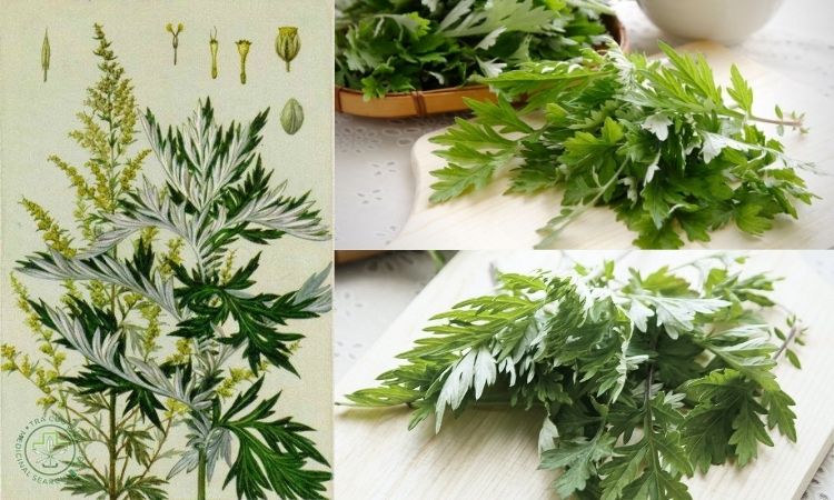 Những lưu ý khi trồng cây Ngải cứu 2