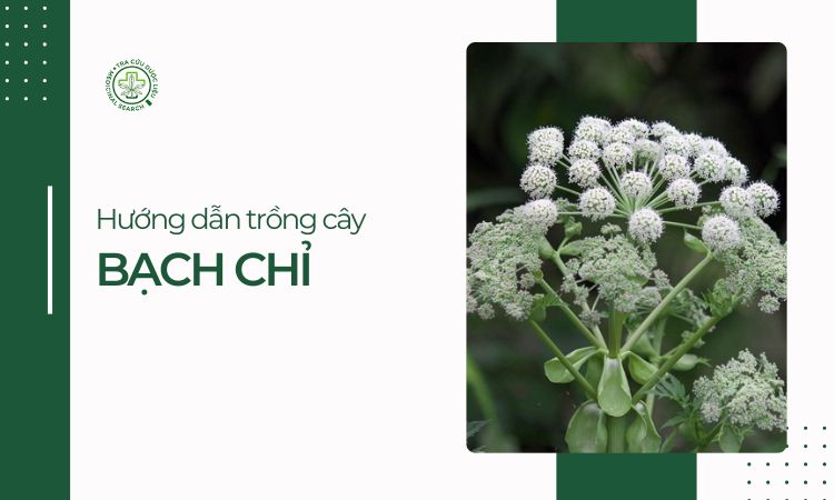 Hướng dẫn trồng cây Bạch chỉ 1