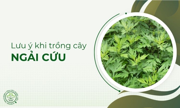 Những lưu ý khi trồng cây Ngải cứu 1