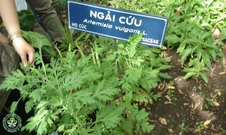 Chuẩn bị đất và vị trí trồng Ngải cứu 1