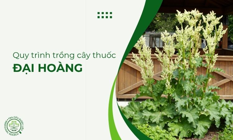 Quy trình trồng cây thuốc Đại hoàng 1
