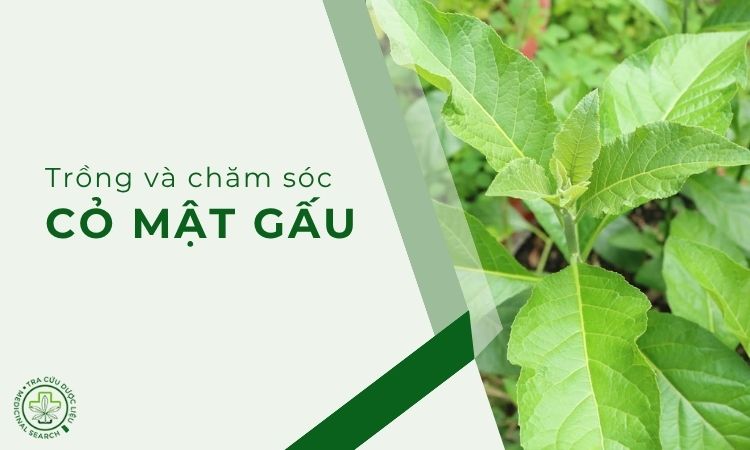 Trồng cỏ Mật gấu như thế nào? 1