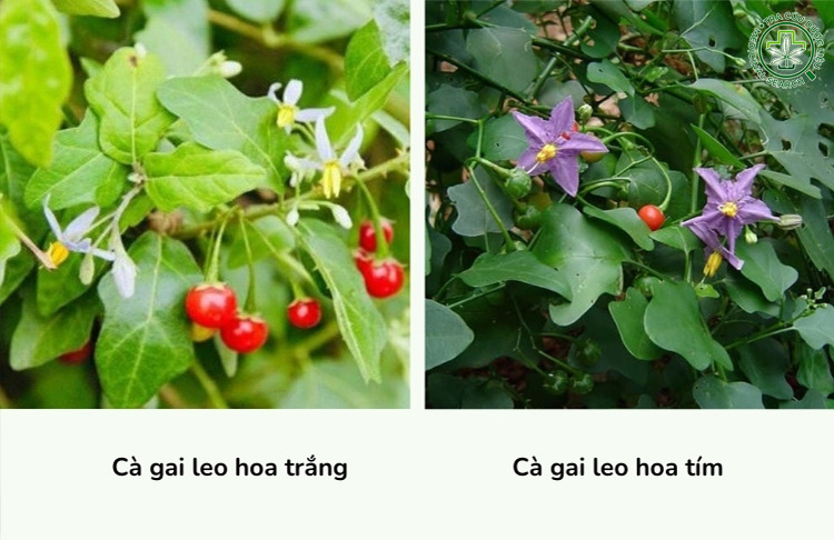 1. Cà gai leo có mấy loại? Loại nào tốt? 1