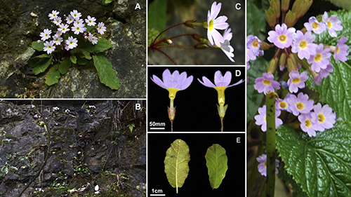Primula chapaensis Gagnep. 1 Primula chapaensis Gagnep. 1