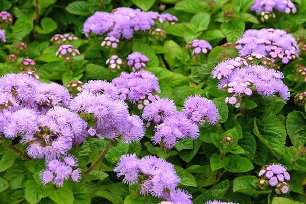 Cây Cỏ hôi trị bệnh viêm xoang 1