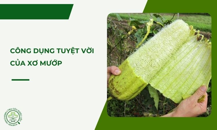 Đừng vội bỏ xơ mướp - vì nó có công dụng tuyệt vời này 1