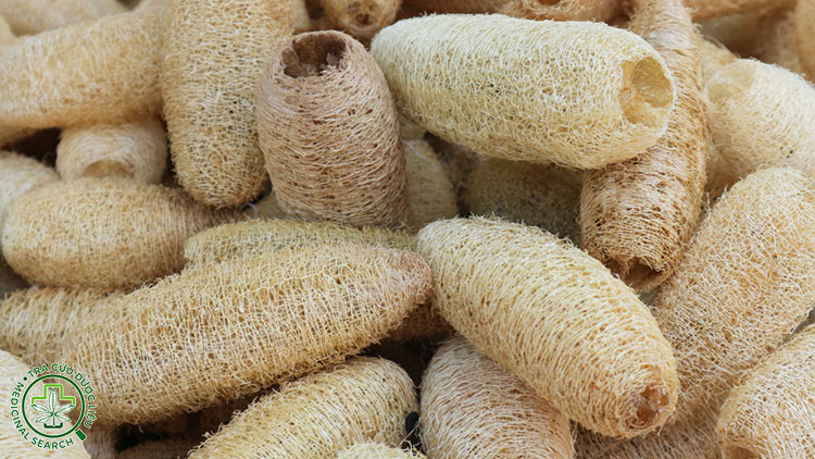 Xơ mướp là gì? 1