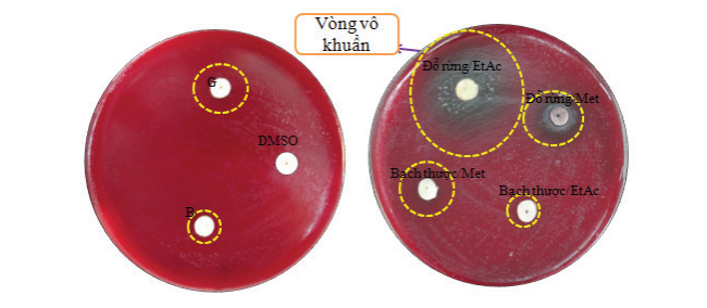 3.4. Kết quả thử vòng kháng khuẩn 1