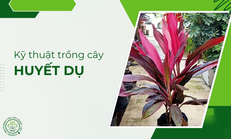 Kỹ thuật trồng cây Huyết dụ 1