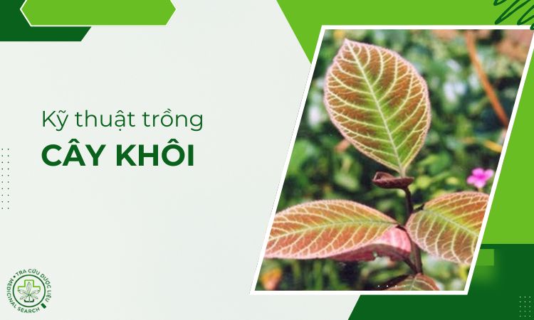 Kỹ thuật trồng cây Khôi 1