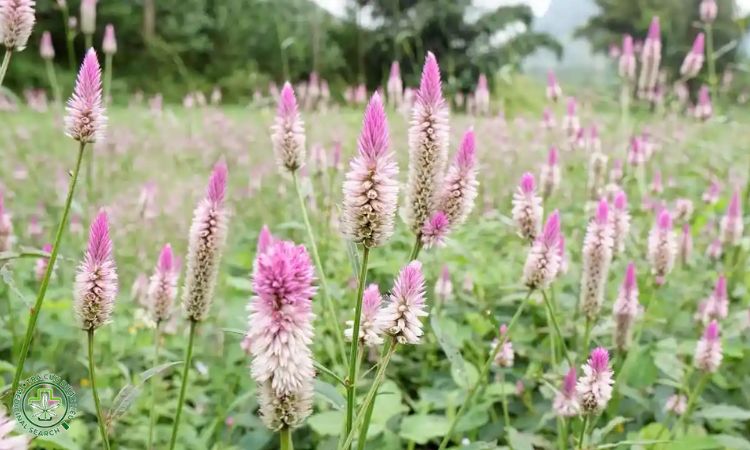 Cách nhân giống cây 1