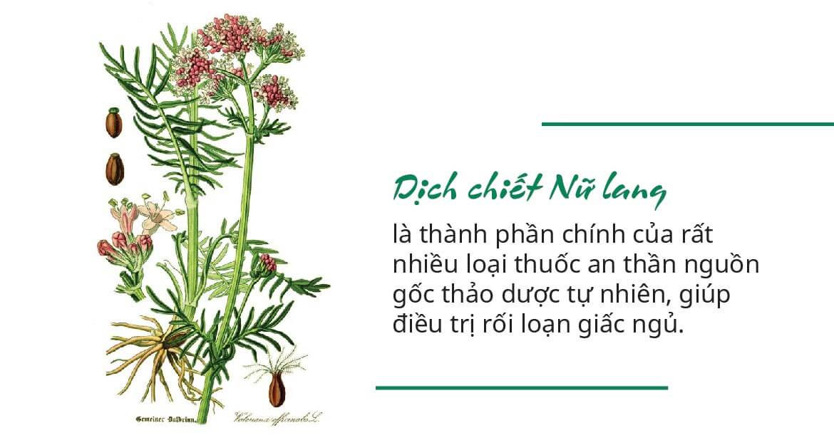 4.2. Nữ lang tác động đến giác ngủ  1