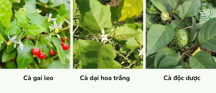 Mô tả 1