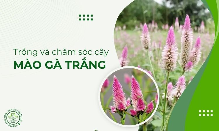 Lưu ý khi trồng và chăm sóc cây Mào gà trắng 1